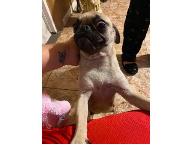 4 Pug puppies needing new homes in San Bernardino ...