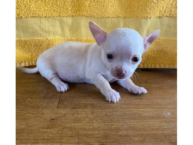 Applehead Chihuahuas for Sale Mesa Puppies for Sale Near Me