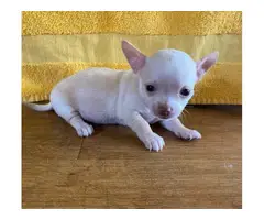 Applehead Chihuahuas for Sale