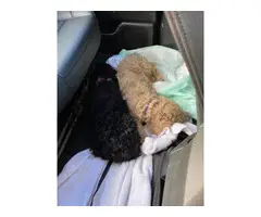 6 Standard Poodle Puppies for Sale - 2