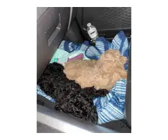 6 Standard Poodle Puppies for Sale - 3