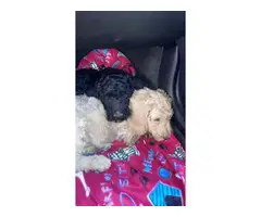 6 Standard Poodle Puppies for Sale - 4