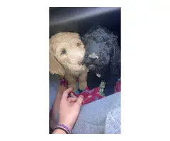 6 Standard Poodle Puppies for Sale - 5