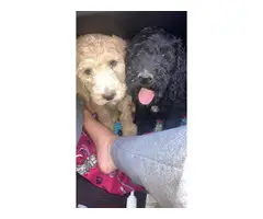 6 Standard Poodle Puppies for Sale - 6