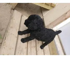 6 Standard Poodle Puppies for Sale - 7