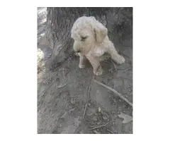 6 Standard Poodle Puppies for Sale - 8
