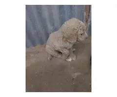 6 Standard Poodle Puppies for Sale - 12