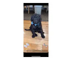 6 Standard Poodle Puppies for Sale - 13