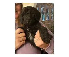 6 Standard Poodle Puppies for Sale - 14