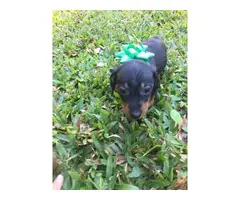 3 adorable Dachshund puppies for sale