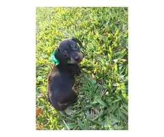 3 adorable Dachshund puppies for sale - 2