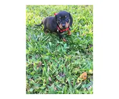 3 adorable Dachshund puppies for sale - 4