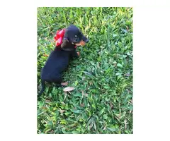 3 adorable Dachshund puppies for sale - 5