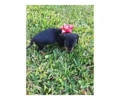 3 adorable Dachshund puppies for sale - 6