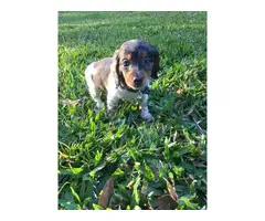 3 adorable Dachshund puppies for sale - 7