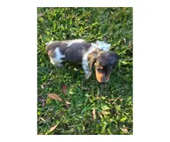 3 adorable Dachshund puppies for sale - 8