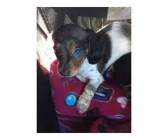 3 adorable Dachshund puppies for sale - 9