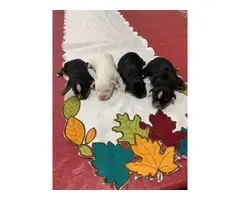 4 Shorkie puppies for sale