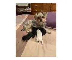 4 Shorkie puppies for sale - 2