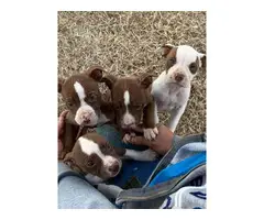 Purebred red nose pit bull puppies available