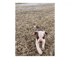 Purebred red nose pit bull puppies available - 2