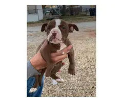 Purebred red nose pit bull puppies available - 5