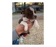 Purebred red nose pit bull puppies available - 7