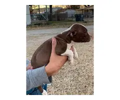 Purebred red nose pit bull puppies available - 8