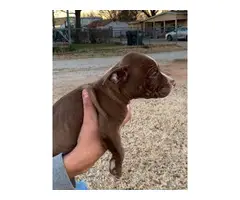 Purebred red nose pit bull puppies available - 9