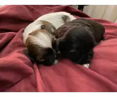 2 boys and 1 girl Shih tzu puppies - 3