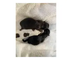 2 boys and 1 girl Shih tzu puppies - 5
