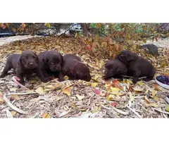 8 purebred  Akc chocolate Labrador for sale