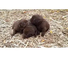 8 purebred  Akc chocolate Labrador for sale - 3