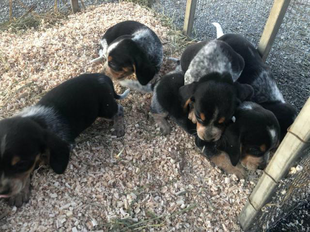 40 Best Pictures Bluetick Puppies For Sale In Wv / Purebred Bluetick Coonhound puppies in Moberly, Missouri ...