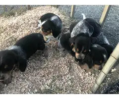 Bluetick Beagle Puppies for Sale
