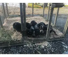 Bluetick Beagle Puppies for Sale - 2