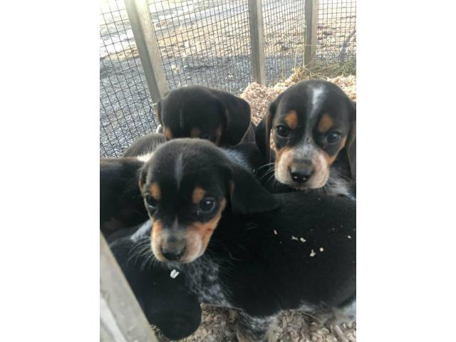 Bluetick Beagle Puppies for Sale in Pennsylvania ...