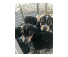 Bluetick Beagle Puppies for Sale - 3