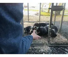 Bluetick Beagle Puppies for Sale - 4