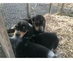 Bluetick Beagle Puppies for Sale - 5