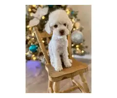 2 months old Mini Poodle puppies for sale