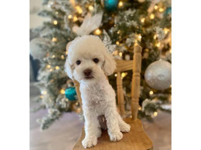 2 months old Mini Poodle puppies for sale Riverside - Puppies for Sale