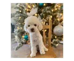 2 months old Mini Poodle puppies for sale - 2