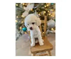 2 months old Mini Poodle puppies for sale - 3