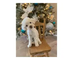 2 months old Mini Poodle puppies for sale - 4