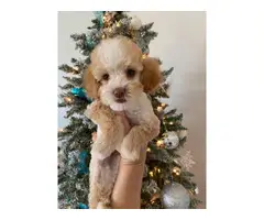 2 months old Mini Poodle puppies for sale - 8