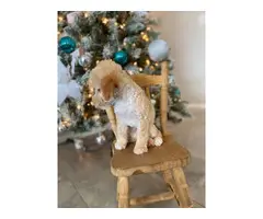 2 months old Mini Poodle puppies for sale - 9