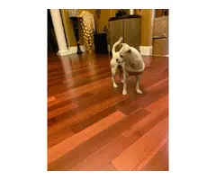 Male Chug Puppy for adoption - 3