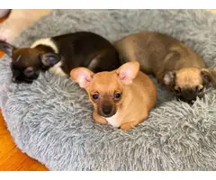 4 baby Chihuahuas looking for the best homes