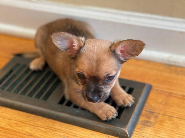 4 baby Chihuahuas looking for the best homes Fayetteville